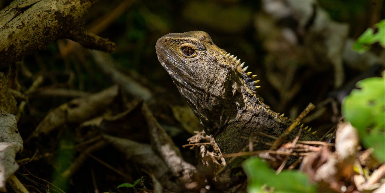 Zealandia ecosanctuary